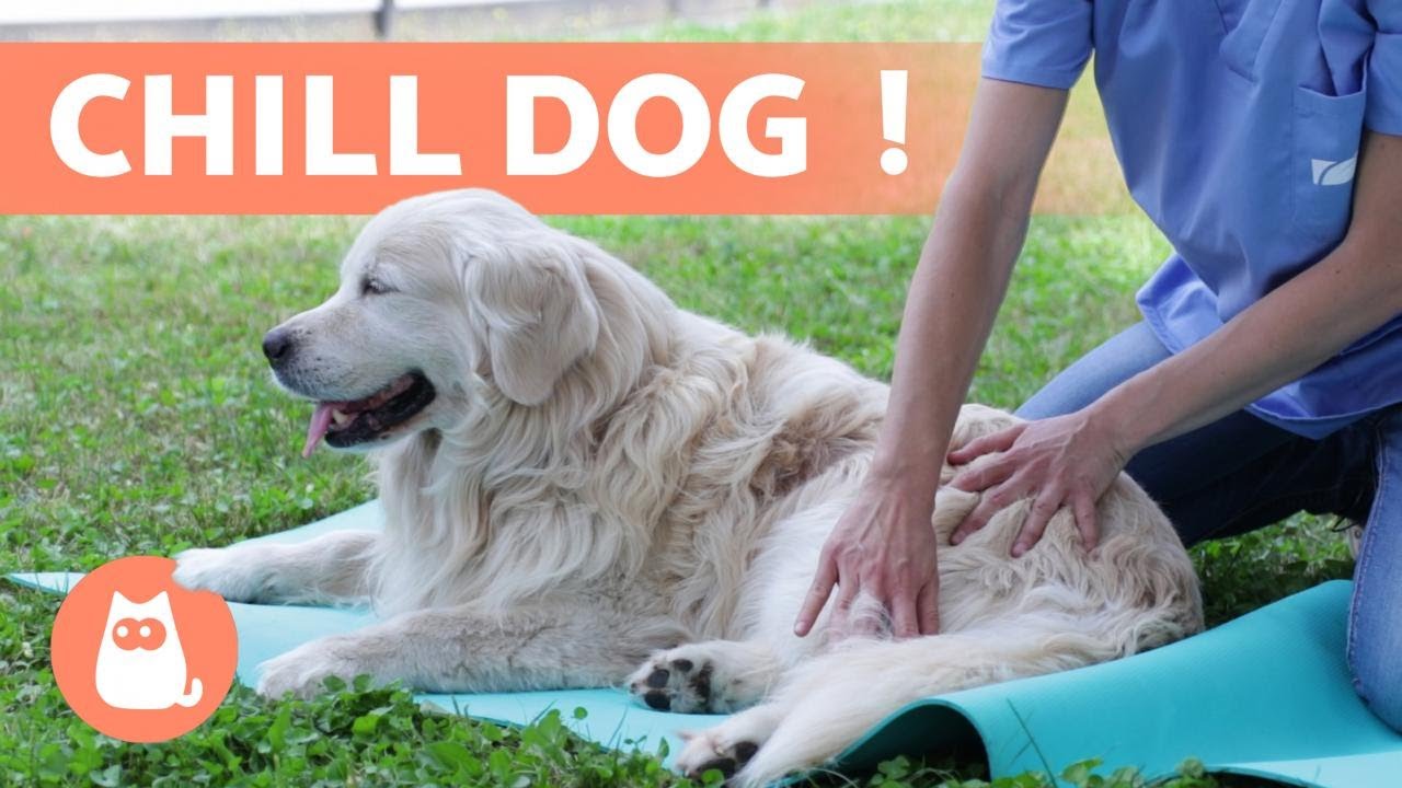 MASSAGE relaxant pour CHIEN 🐶 (Bienfaits et étapes à suivre) YouTube