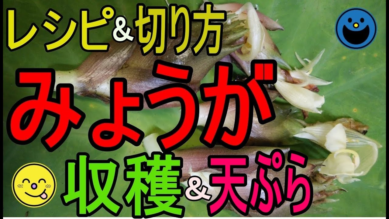 田舎暮らしの主婦シリーズ みょうがの収穫 切り方と天ぷらのレシピも ゆるり田舎暮らし