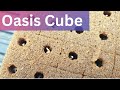 How to start lettuce seeds in Oasis cubes