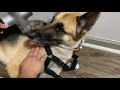 Massaging dog with a massage gun