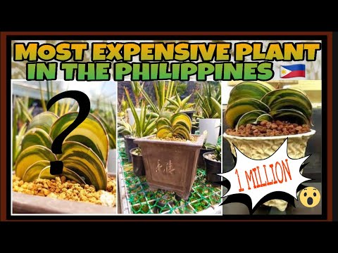 photo Most Expensive Plants In The Philippines 2020 most expensive plant in the philippines