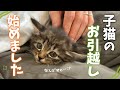離乳の進んできた子猫たちのお引越しを始めました🌸 【保護猫活動】