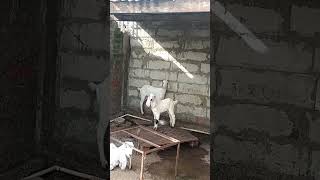 goat #shorts #viral #trending #goat