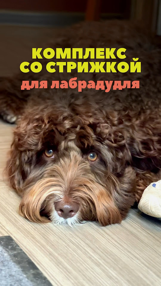 Груминг со стрижкой для очаровательного лабрадудля 🤍 - YouTube
