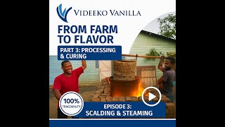 Exclusive 🌱 Madagascar Vanilla Bean Processing & Curing: From Farm to Flavor – Part 3: 🎬 Episode 3 Profile
