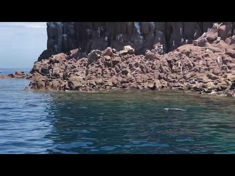 MUSICA E IMAGENES RELAJANTES PARA DESCANSAR LA MENTE Y CUERPO, SONIDO DEL MAR LOBOS MARINOS