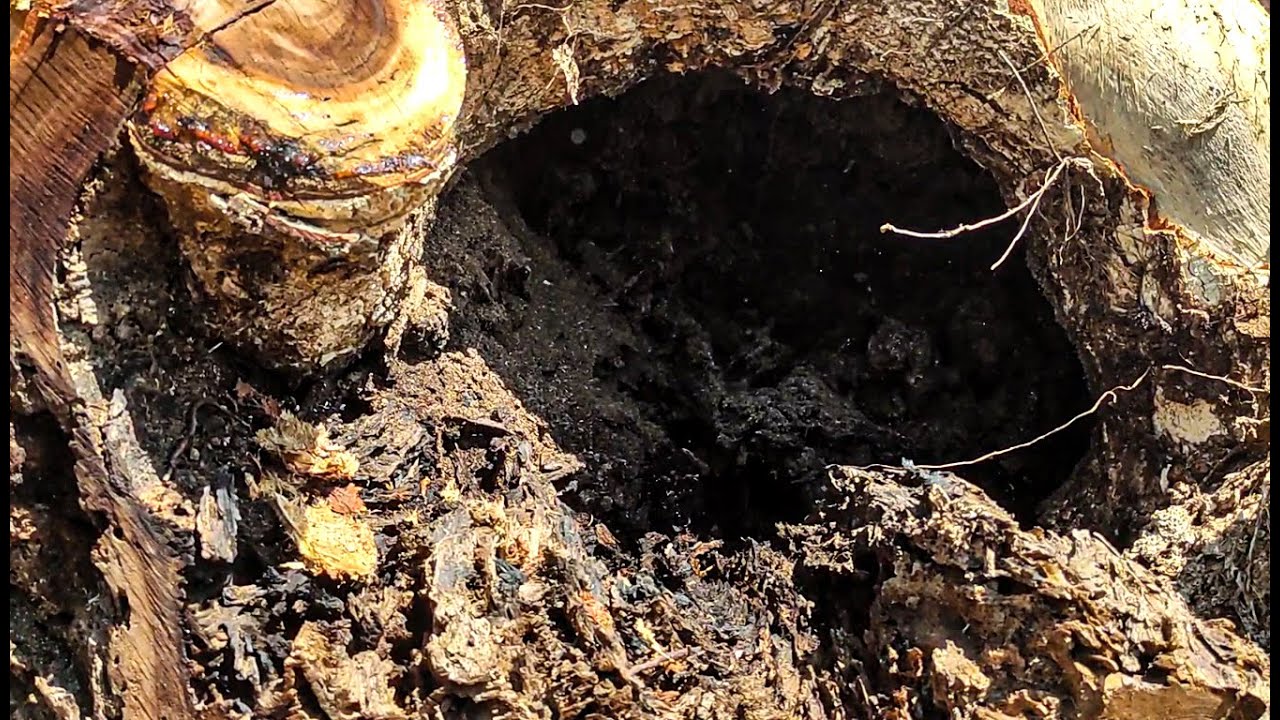 Shocking Rotten Wood Discovery ‼️ Trembesi Log Full of Clumps at the ...