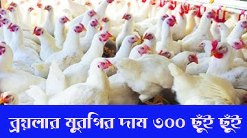 ব্রয়লার মুরগির দাম ৩০০ ছুঁই ছুঁই