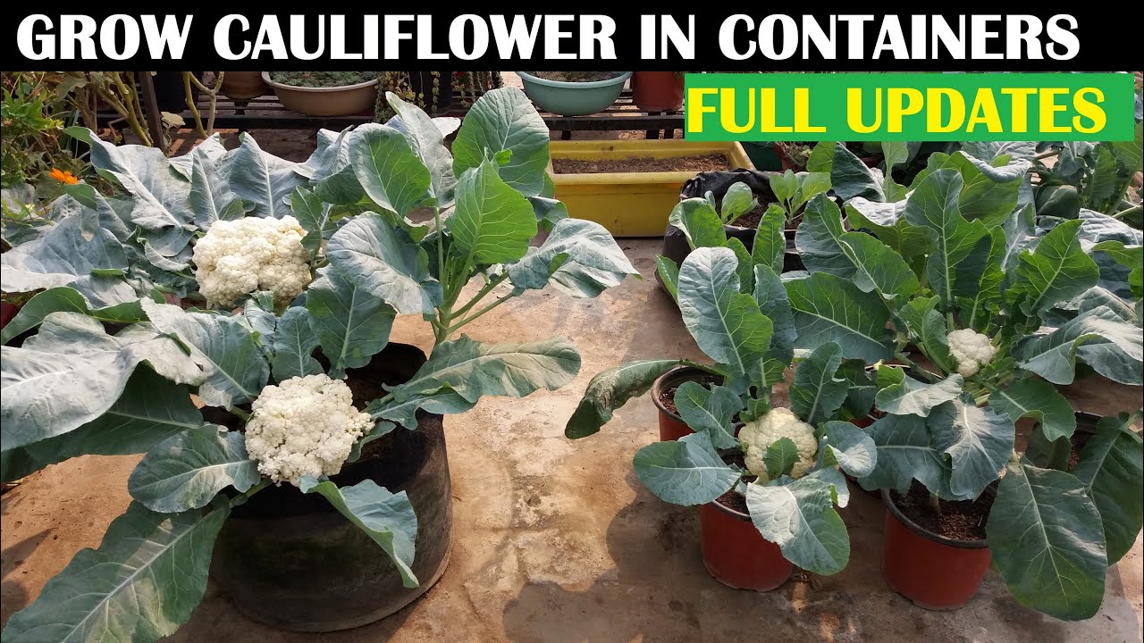 How To Grow Cauliflower At Home With Full Updates Youtube