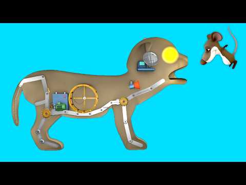 How a cat works - Funny Cat Anatomy