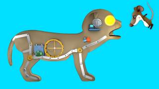 How a cat works - Funny Cat Anatomy