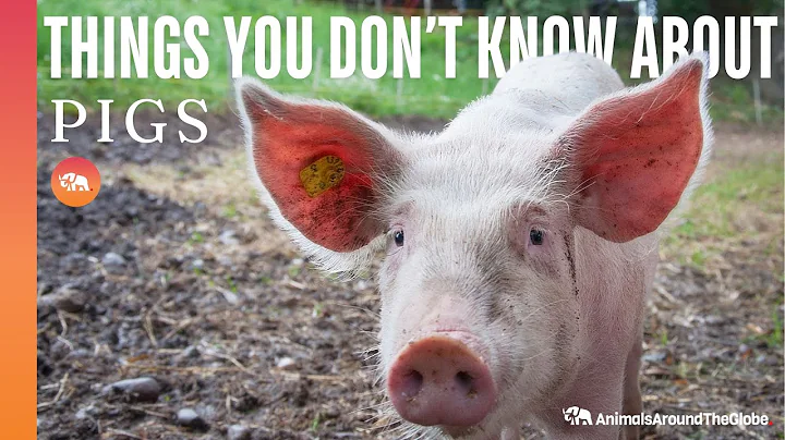 10 Facts about Pigs that you may have not known