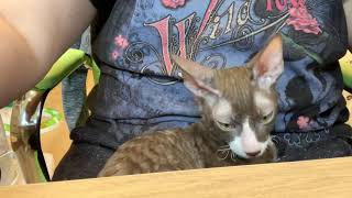 Hades sweetest office Assistant by ReikiRex Cornish Rex Cats 48 views 3 years ago 1 minute, 48 seconds