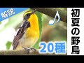 超入門!初夏に見る鳥20種【解説・鳴き声】