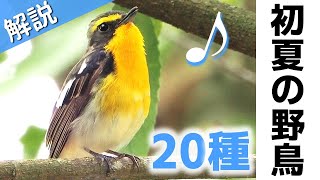 超入門初夏に見る鳥20種【解説・鳴き声】