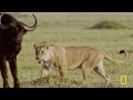 Ruthless Game of Survival (Full Episode) | Africa's Deadliest: Botswana | Nat Geo Animals