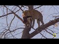 Ruthless Game of Survival (Full Episode) | Africa's Deadliest: Botswana | Nat Geo Animals