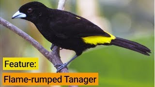 Birds Of The Panama Fruit Feeder: Flame-rumped Tanager screenshot 2