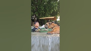 Naughty Kid Playing with Bengal Tiger in the Water | Nouman Hassan |