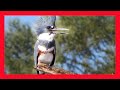 Belted Kingfisher Song! Belted Kingfisher Call! - Martín Pescador Gigante Canto - Megaceryle Alcyon