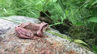 Froggo jump