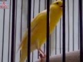 Kicau Mania Burung Kenari F1ys Isian Full Official Video