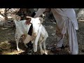 goat wash in hand pump