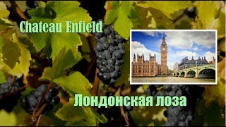 В Лондон за вином? Forty Hall Vineyard