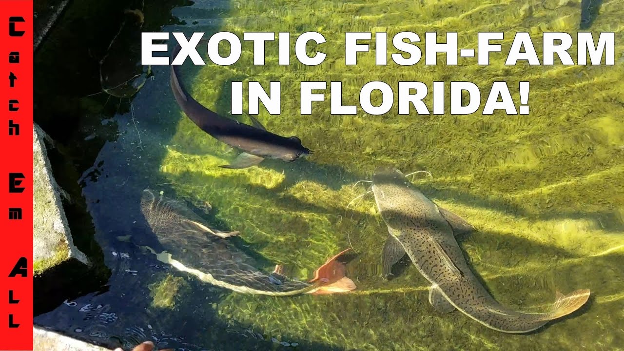 EXOTIC FISH FARM in USA Monster REDTAIL CATFISH, PACU, and AROWANNA in