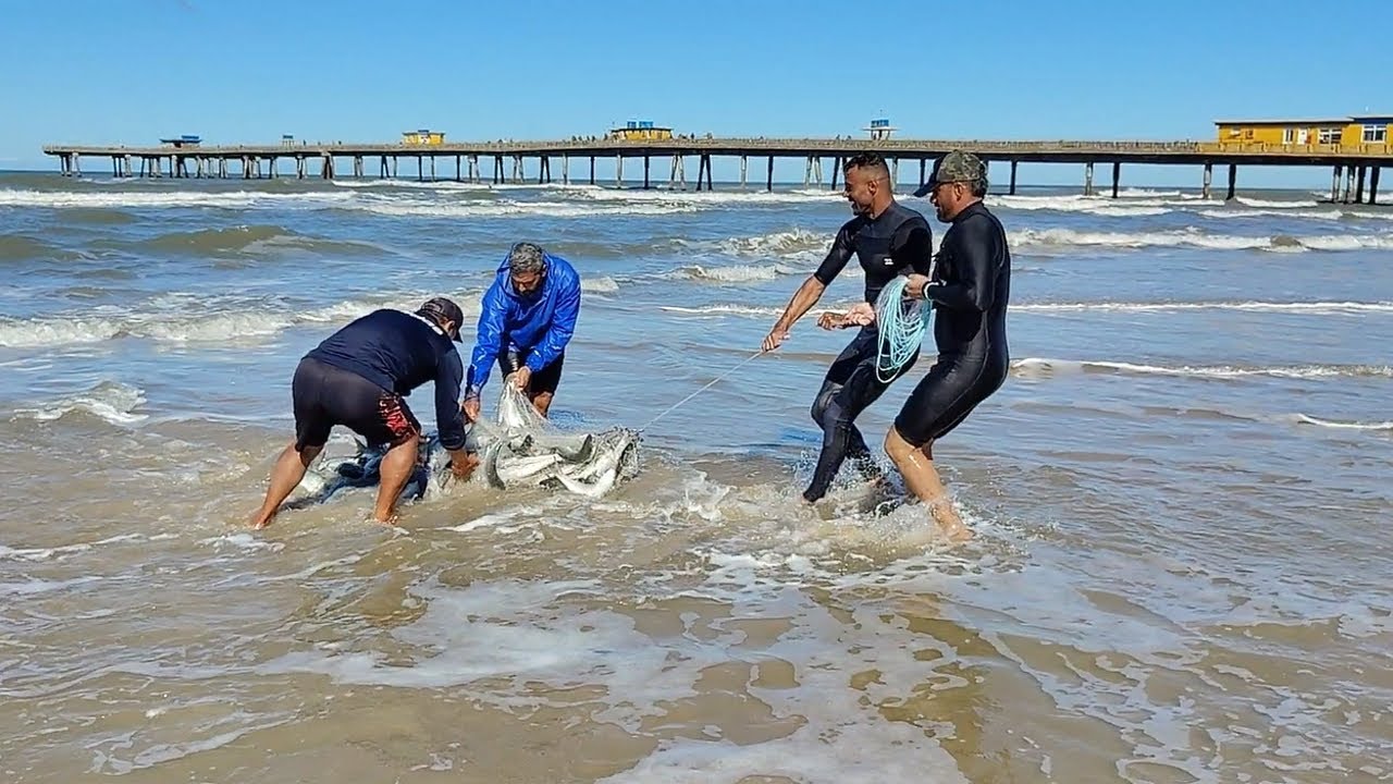 Pescas de tarrafas, 10-05-25,  tarde, Praia de Tramandaí. Incrível de tantas tainhas. #netfishing