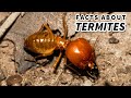 Termite facts: with colonies of queens and kings | Animal Fact Files