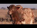 W18 0064 Boran Bull 