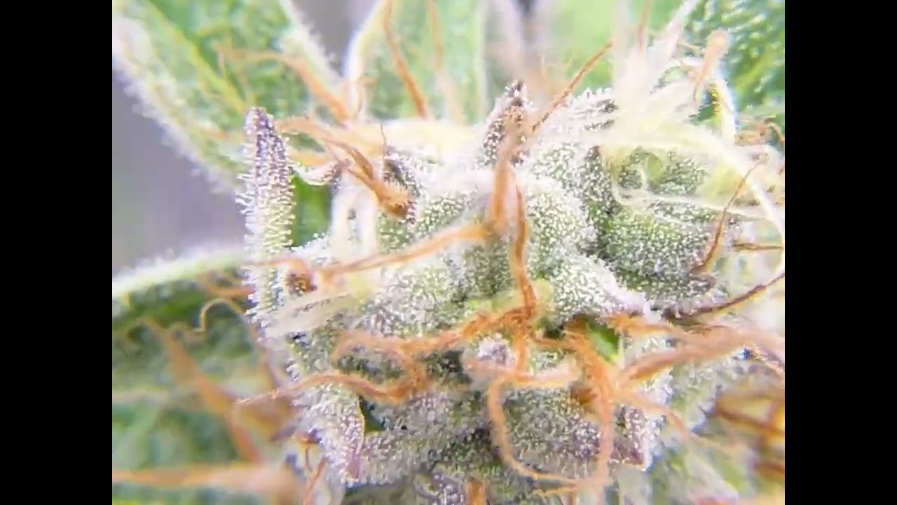 Seed to harvest Cookies Gelato and Royal Skywalker