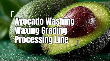 Avocado Washing Waxing Grading Processing Line