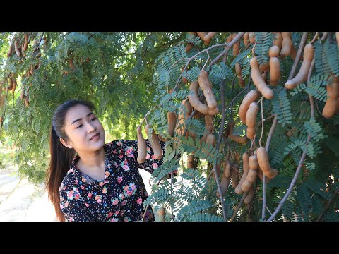 Have you ever eaten pre-ripe tamarind? / Pick pre-ripe tamarind for my recipe / Cooking with Sreypov