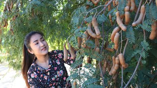 Have you ever eaten preripe tamarind? / Pick preripe tamarind for my recipe / Cooking with Sreypov
