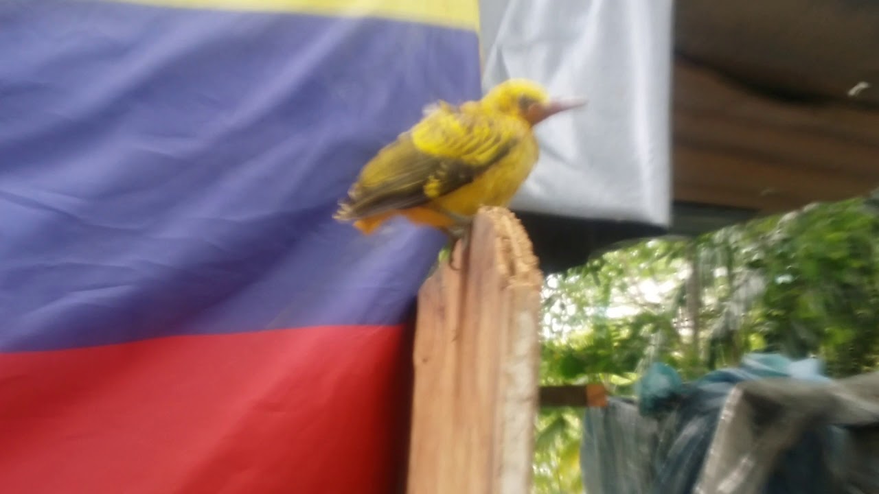 BURUNG KEPUDANG/KEPODANG 