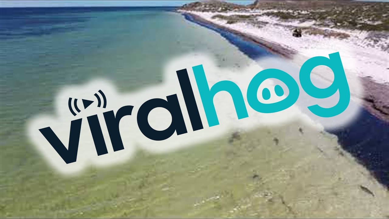 School of Sharks in the Bay || ViralHog