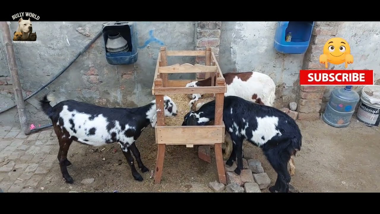 Visit of dera Hassan khokhar  best bully dogs & bakre 