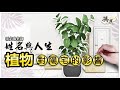 20201014【植物對陽宅的影響】在外陽宅前方種植植物時，可以選擇常綠植物，否則植物枯萎落葉代表錢財會流失！｜全球風水易經姓名學大師張定瑋