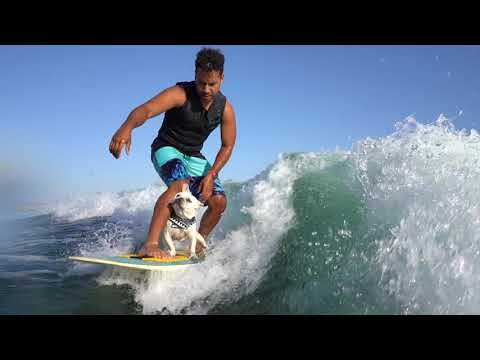 French Bulldog Water