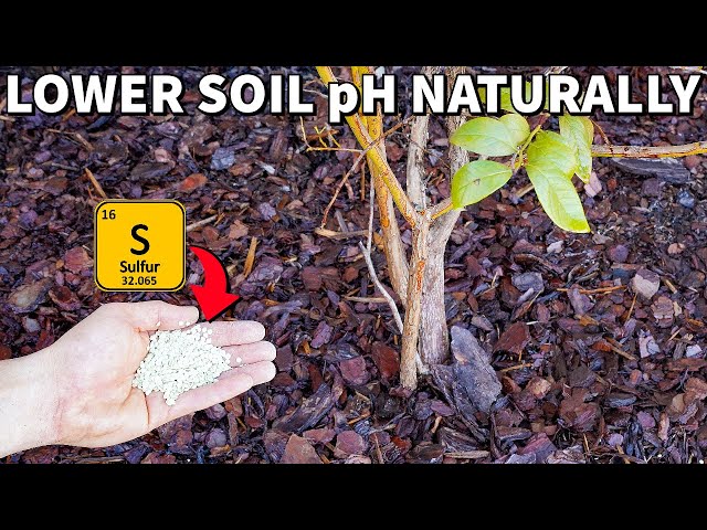 How to Add Sulfur to Soil: Easy Steps for Healthier Plants