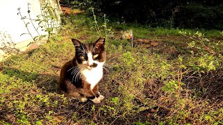 A lonely stray cat at a cat graveyard by Cat pillow ねこまくら 34 views 3 days ago 1 minute, 33 seconds