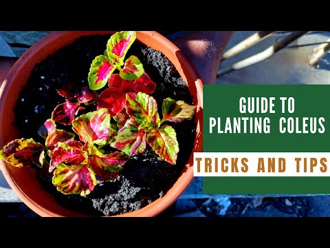 Video: Omsorg for Coleus i beholdere – Lær hvordan å dyrke Coleus i potter