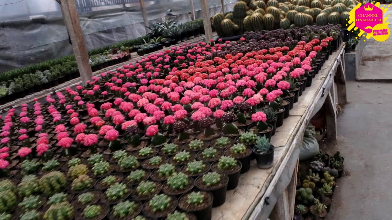 Special Edition Riview || Wisata Kampung Cactus Lembang - Bandung