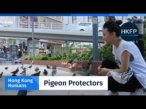 Hong Kong Humans – The pigeon protectors defying public disdain and the law