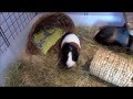 Guinea Pig Cage Makeover: Aspen Bedding Experiment and Piggies' Approval!