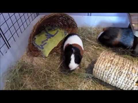 aspen for guinea pigs