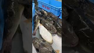 真ふぐ　活き活き！！