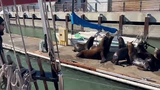 Sea Lion Invasion on the Docks: How Our Crew Clears Them Out  | A Rhumb Line
